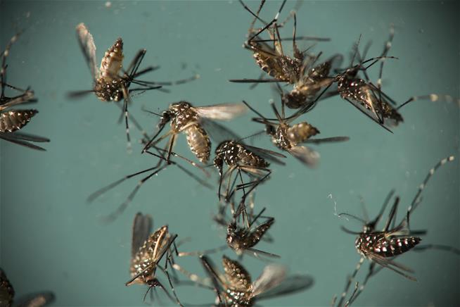 Nasty new Zika virus case reported in Texas