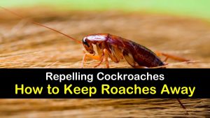 [How to Guide] Natural home solutions to fend off roaches and other bugs