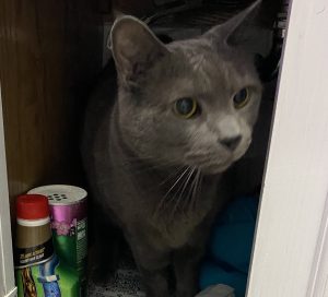 Here’s how my adoption process from the ASPCA went (plus pics of my big boy!)