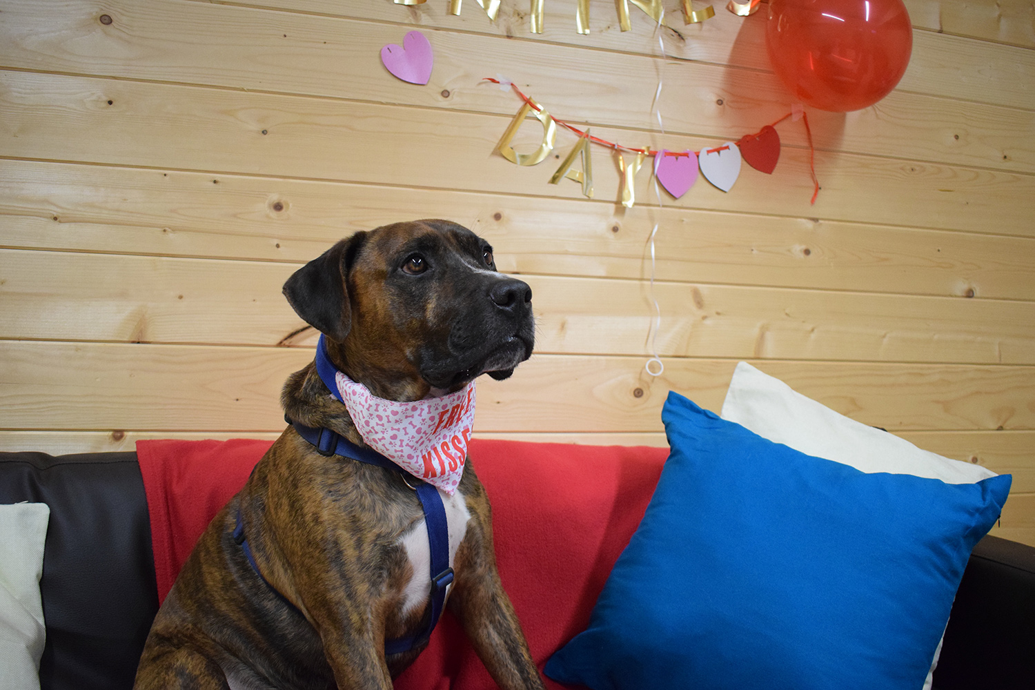 This dog in Kent England needs a *Forever* home we’re hoping someone out there can help
